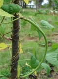 yardlong bean, bora, bodi, long-podded cowpea, asparagus bean, pea bean, Chinese long bean